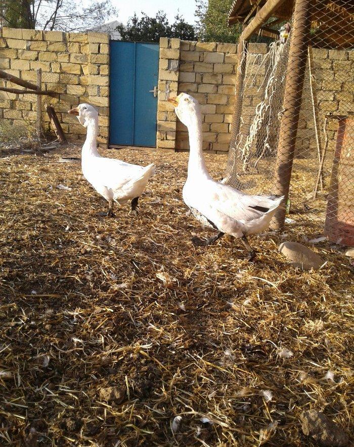 Xolmagor gazi hazir jut  jutune aidi giymeti real alijilar buyurub zen