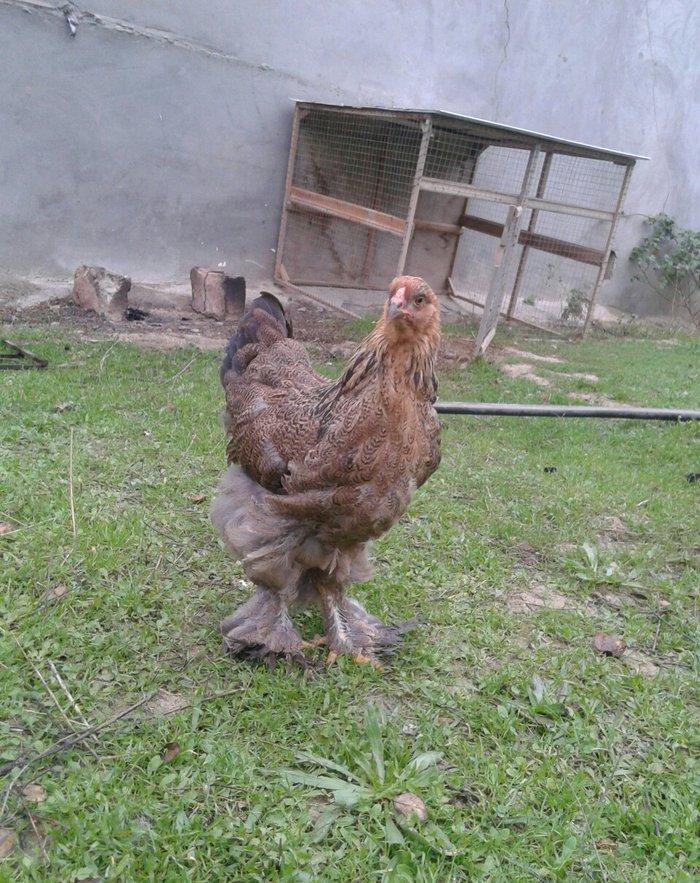 brama dark beceler satiram 3 ve 4 ayliqdilar.gold fere de var