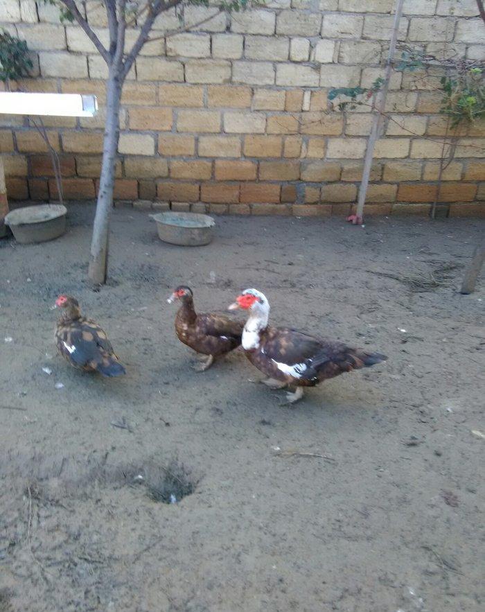 Ukraynadan gələn şkalat rəngli ətlik həmdə damazlıq lal ördəklər var