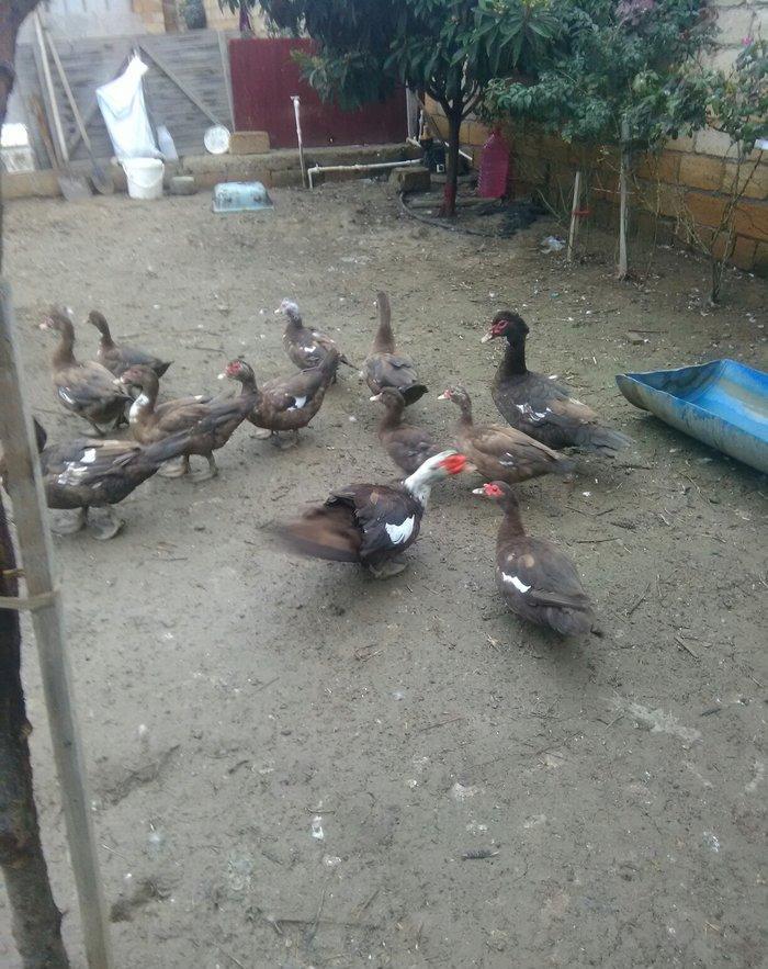 Ukraynadan gələn şkalat rəngli ətlik həmdə damazlıq lal ördəklər var