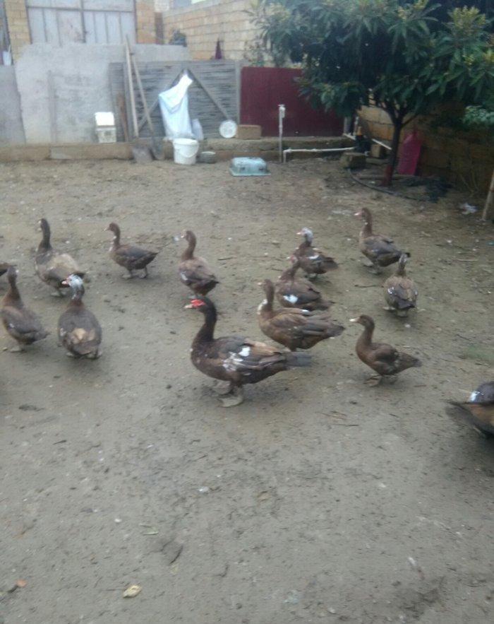 Ukraynadan gələn şkalat rəngli ətlik həmdə damazlıq lal ördəklər var