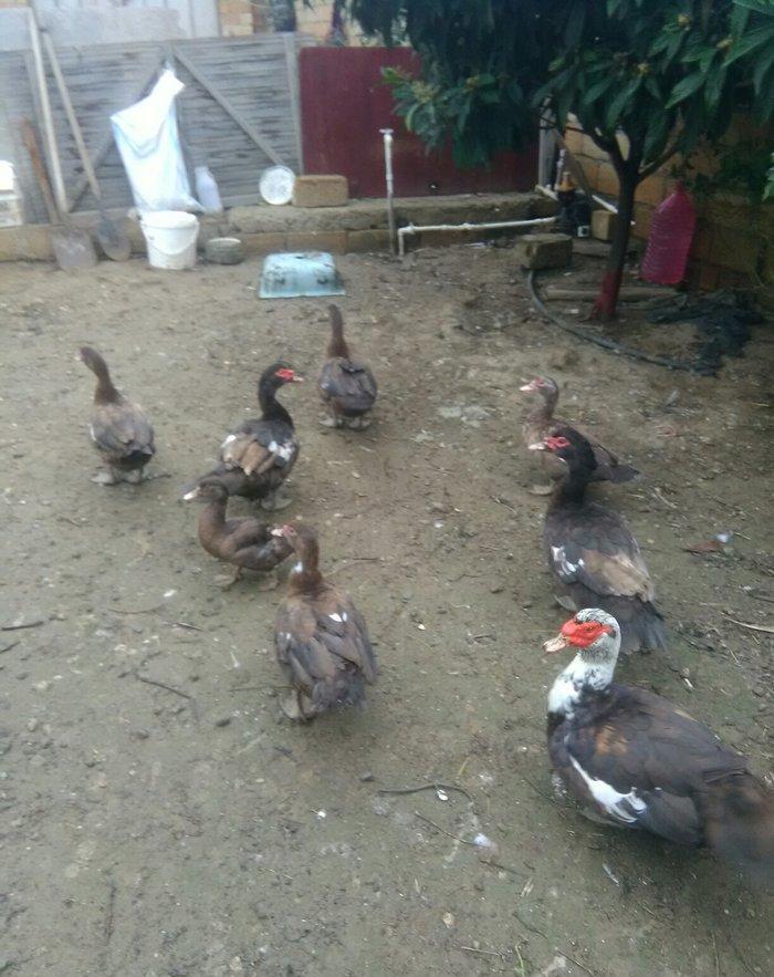 Ukraynadan gələn şkalat rəngli ətlik həmdə damazlıq lal ördəklər var