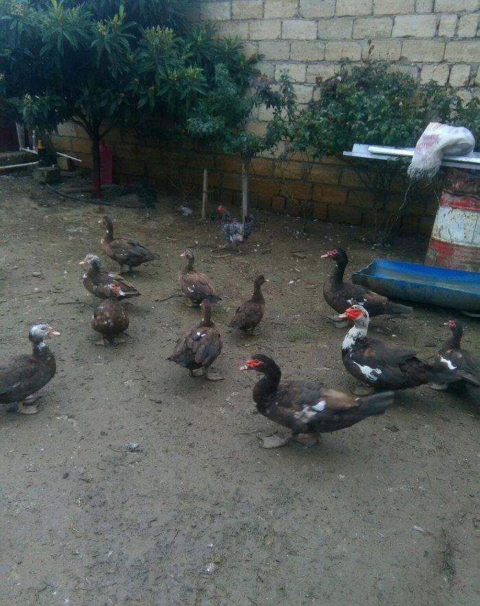 Ukraynadan gələn şkalat rəngli ətlik həmdə damazlıq lal ördəklər var