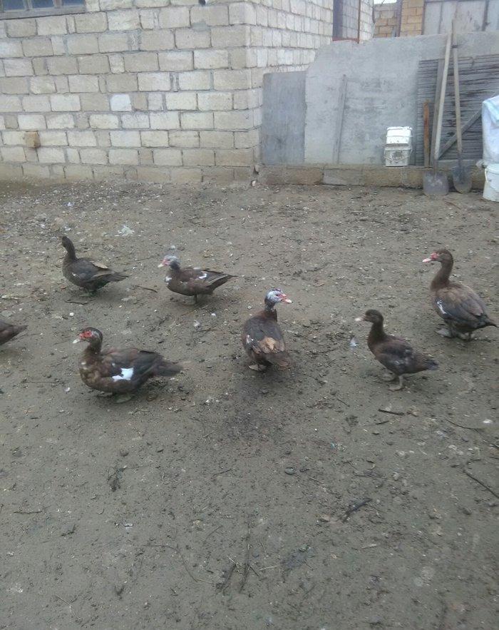 Ukraynadan gələn şkalat rəngli ətlik həmdə damazlıq lal ördəklər var