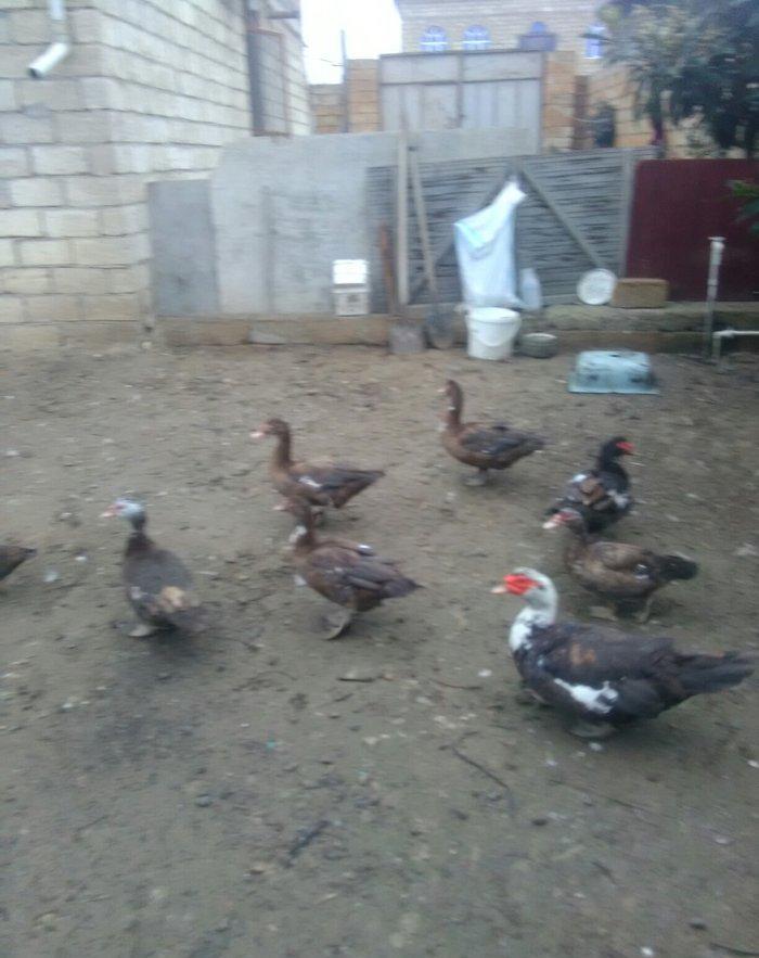 Ukraynadan gələn şkalat rəngli ətlik həmdə damazlıq lal ördəklər var