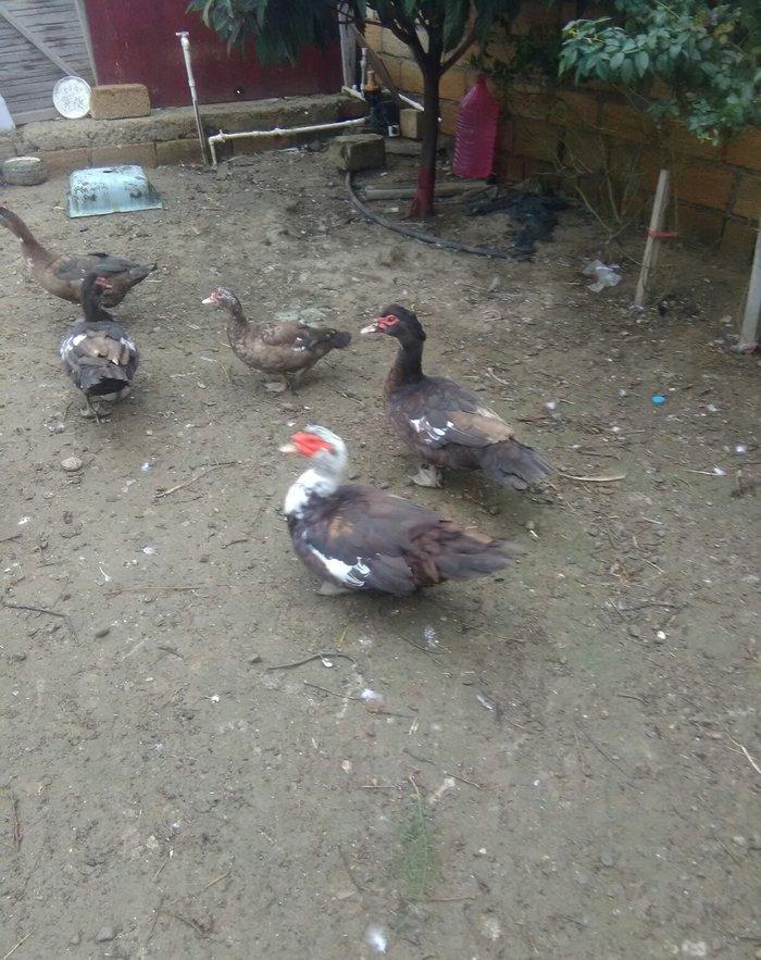 Ukraynadan gələn şkalat rəngli ətlik həmdə damazlıq lal ördəklər var