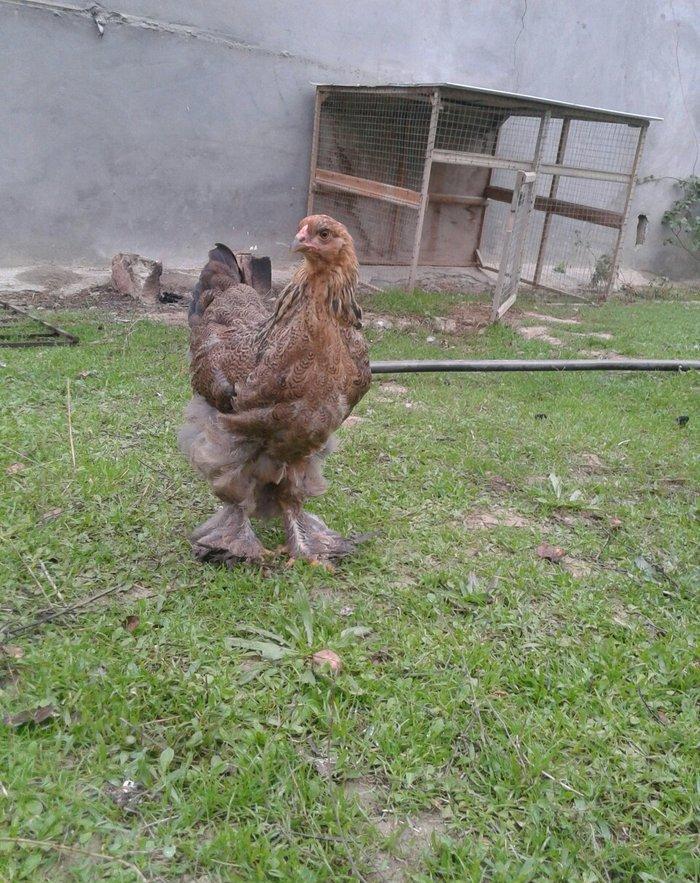 dark brama beceler satiram .3ayliq ve 4 ayliq.qold fere de var