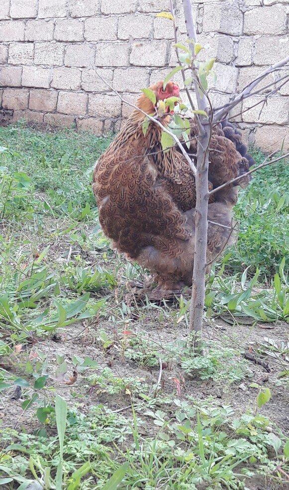 Brama gold ailesi satilir 3 fere 1 xoruz 250 azn