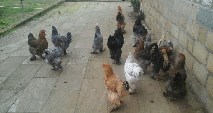 Brama 14 eded 4erkey 10 disi hamsi oxuyur yumurtdayacaqlar Barterde mu