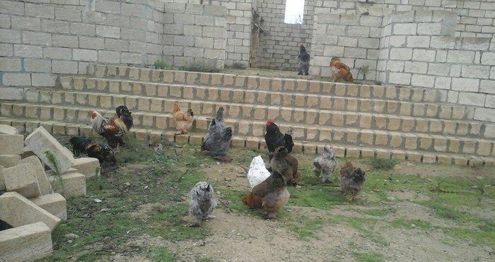 Brama 14 eded 4erkey 10 disi hamsi oxuyur yumurtdayacaqlar Barterde mu