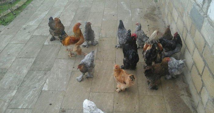 Brama 14 eded 4erkey 10 disi hamsi oxuyur yumurtdayacaqlar Barterde mu