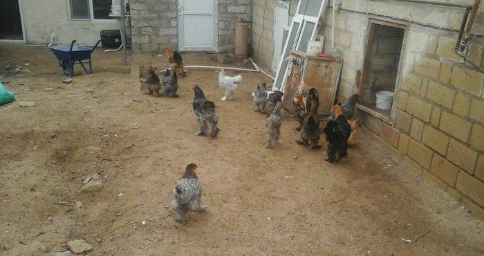 Brama 14 eded 4erkey 10 disi hamsi oxuyur yumurtdayacaqlar Barterde mu