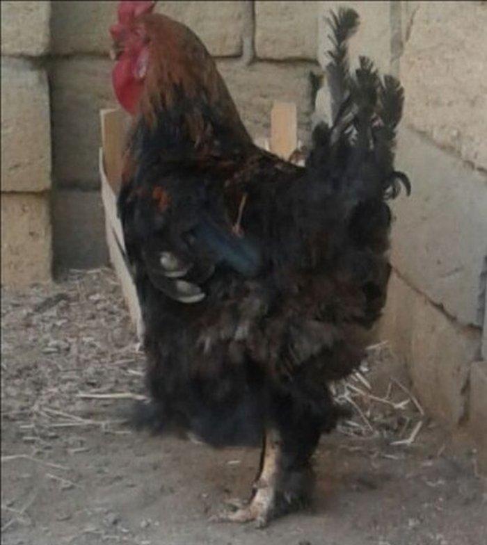 Brama xoruzu. 11 ayliqdi. Tek oldugu ucun satiram. Saglamdir ve cox ak