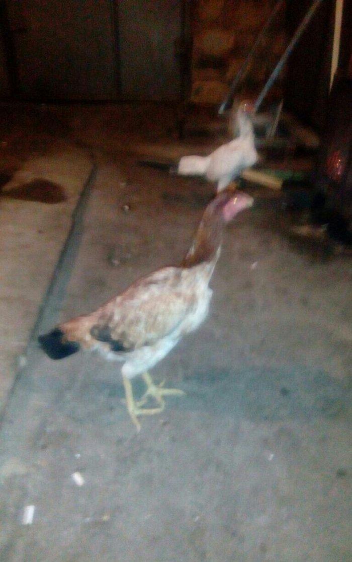 Heyrati fere. Ag 35 manat. Qara 30 manat. Sari 25 manat. Yergidirem on