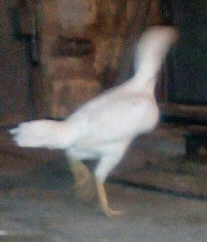 Heyrati fere. Ag 35 manat. Qara 30 manat. Sari 25 manat. Yergidirem on