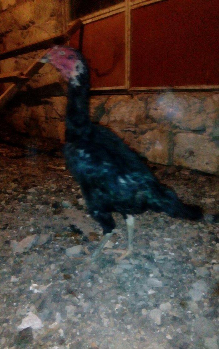 Heyrati fere. Ag 35 manat. Qara 30 manat. Sari 25 manat. Yergidirem on