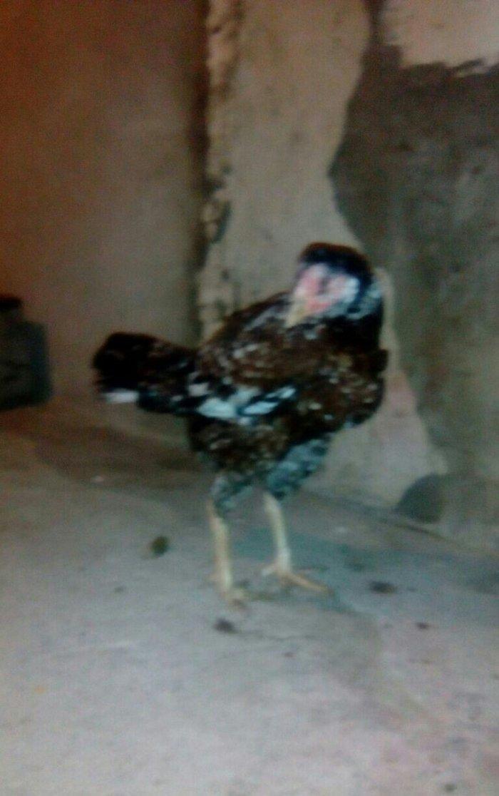 Heyrati fere. Boyuk feredi. 3kq700 cekisi var. Istiyen gelib baxa bile