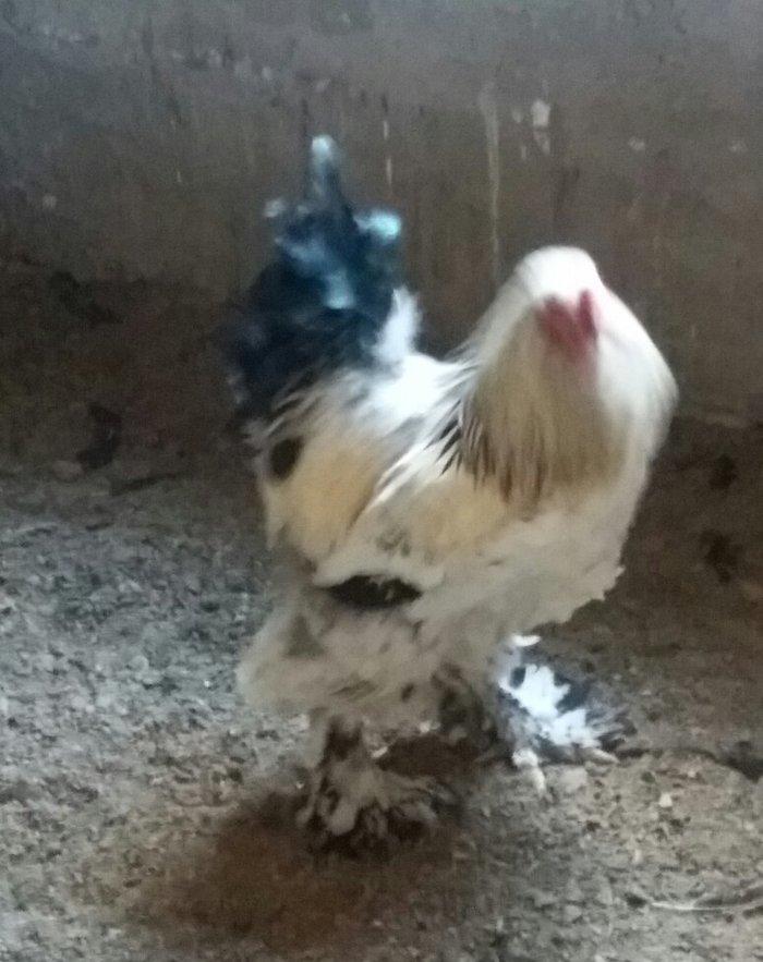 Esl damazlig 9 aylig brama xoruzu. Oriqinaldi. Barterde olar baxir ney