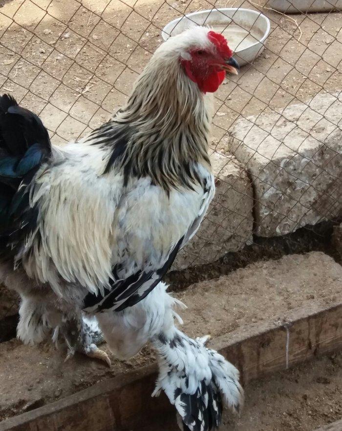 8 aylig brama xoruzu. Saglam esl damazlig heyvandi. Vatsap aktivdi. Ba