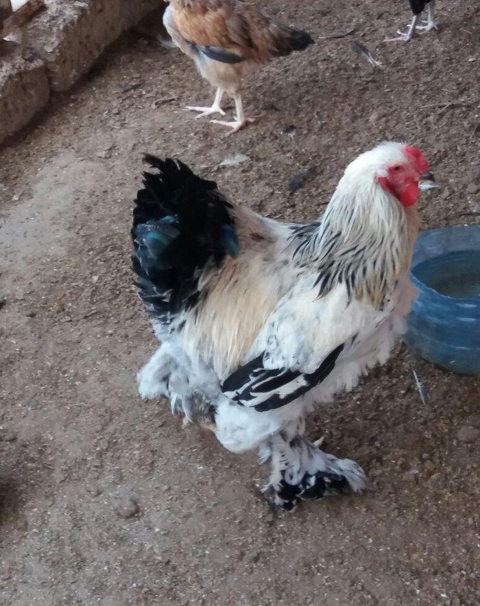 8 aylig brama xoruzu. Saglam esl damazlig heyvandi. Vatsap aktivdi. Ba