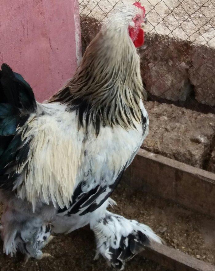 8 aylig brama xoruzu. Saglam esl damazligdi. Vatsap aktivdi. Barterde