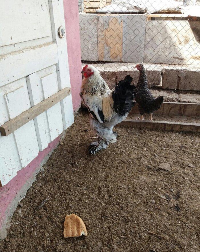 8 aylig brama xoruzu. Saglam esl damazligdi. Vatsap aktivdi. Barterde