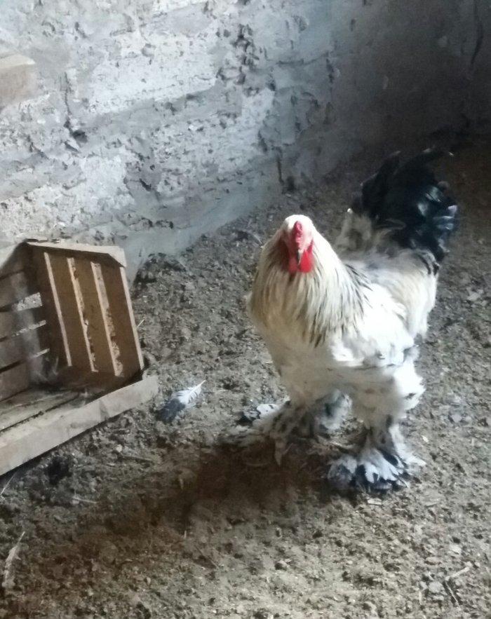 Esl damazlig 9 aylig brama xoruzu. Saglamdi. Barterde olar baxir neyne