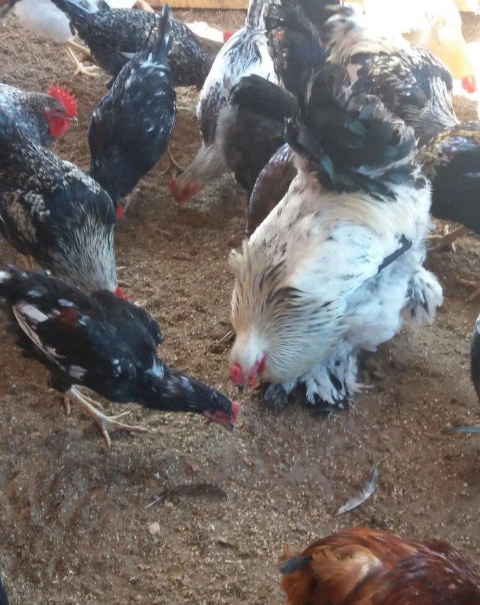 Esl damazlig 9 aylig brama xoruzu. Saglamdi. Barterde olar baxir neyne