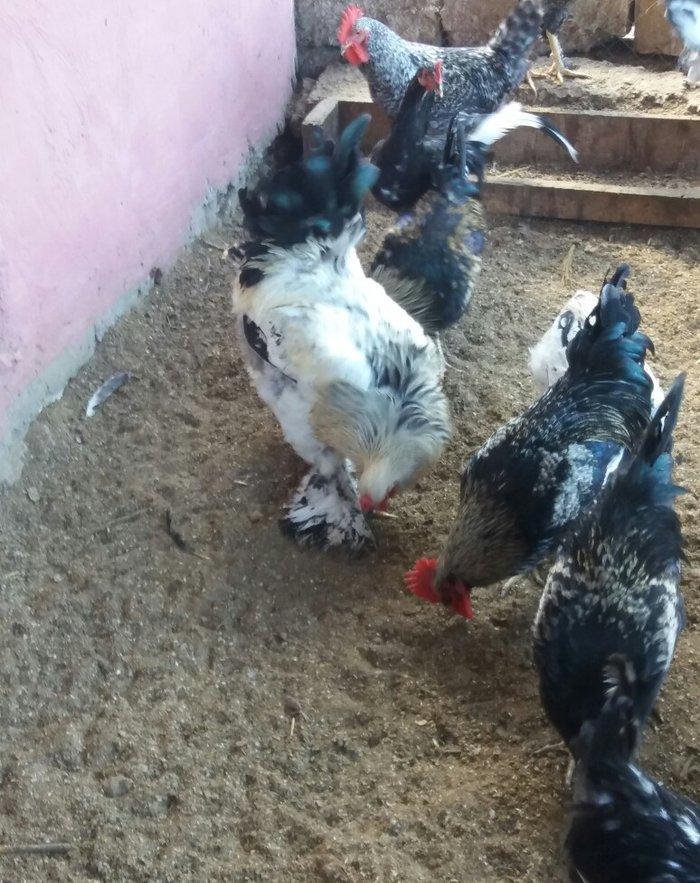 Esl damazlig 9 aylig brama xoruzu. Saglamdi. Barterde olar baxir neyne