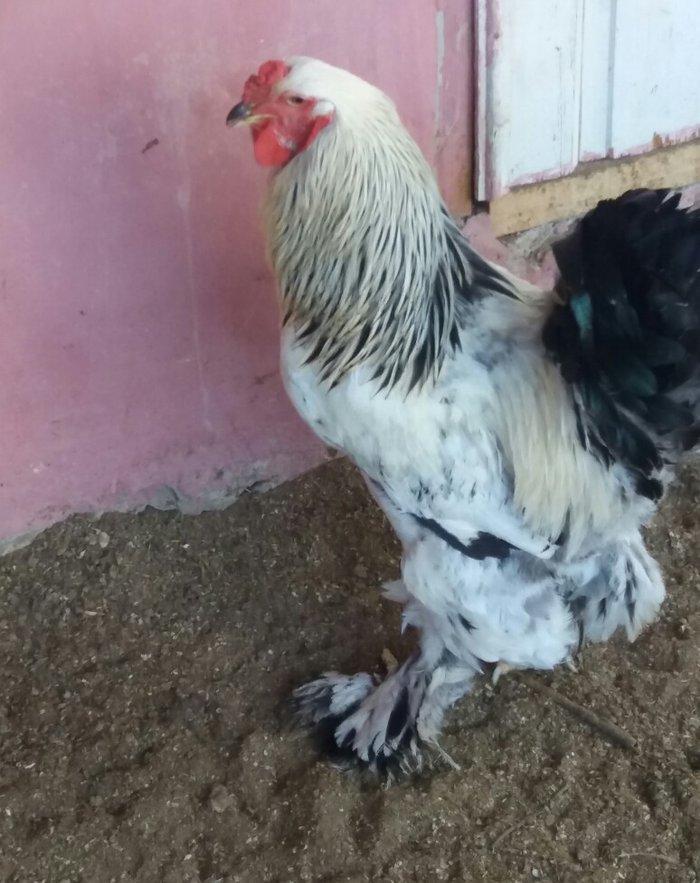 Esl damazlig 9 aylig brama xoruzu. Saglamdi. Barterde olar baxir neyne