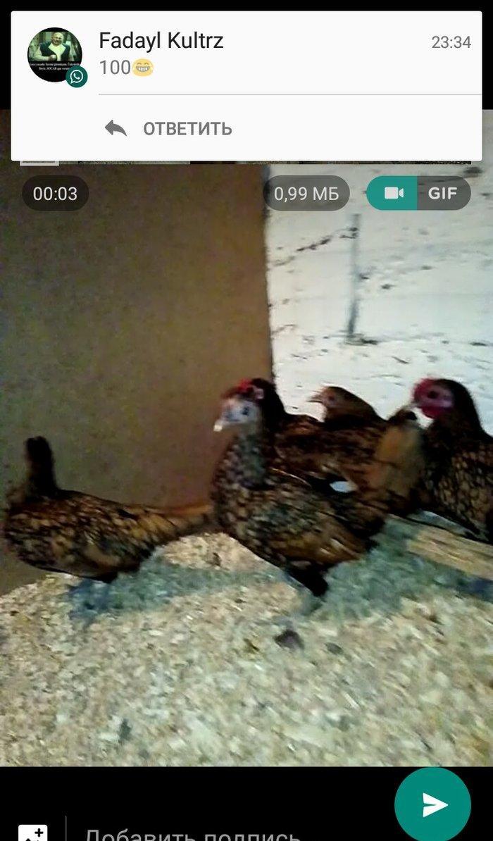 sibrayt qizli gumsu 5. 6 ayliqdlar xorzda var farada. tam saqlam