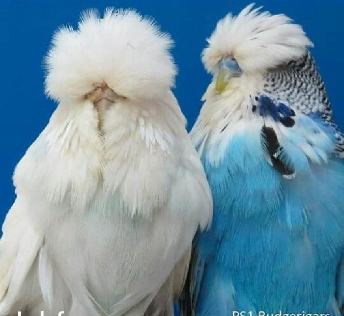 vistifka papuqay aliram bala ve cavan cutde olar aliram saxlam qus ols