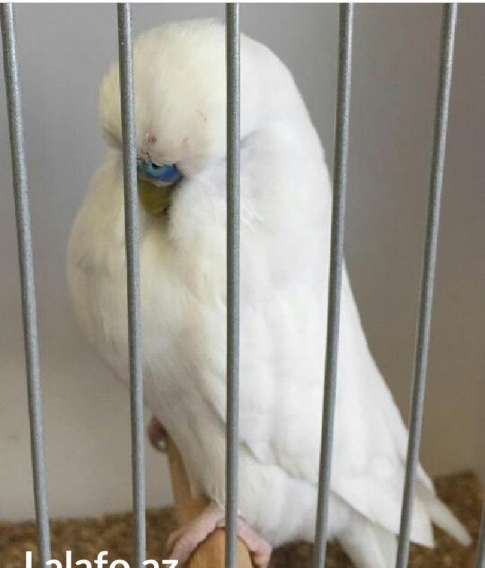 vistifka papuqay aliram bala ve cavan cutde olar aliram saxlam qus ols