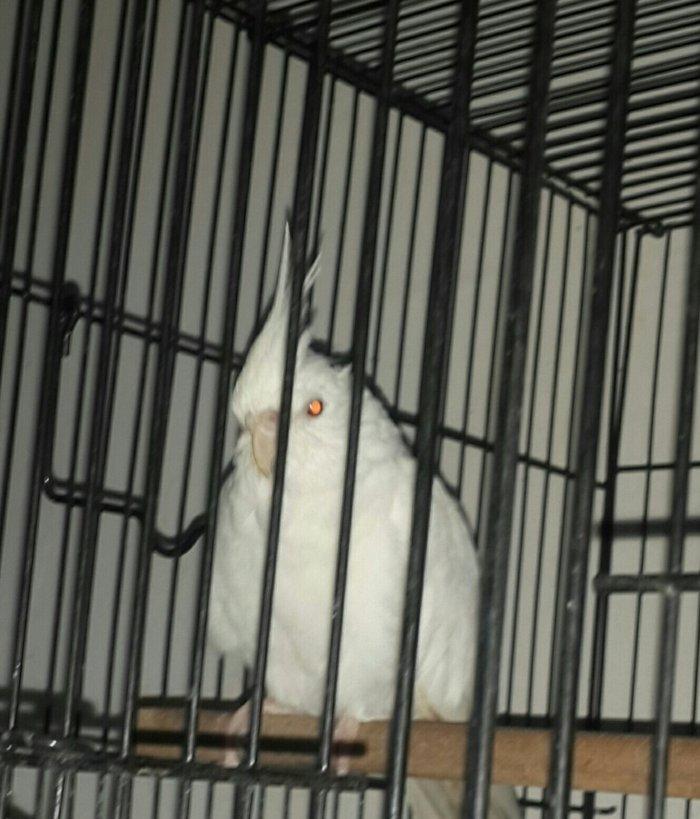 karella satiram aq disi tam hazir mayadi erkeyi ucub deye satiram 80m