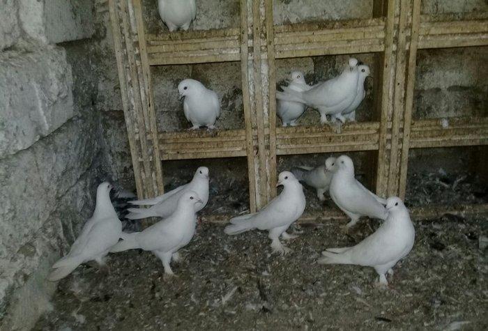 satilir 12 dene ag 12 13 tukler badam lelekler 50 manata 12 denesi