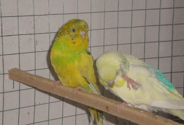 Salam hazir cut satilir. Iki defe bala verib birinci defe 5 bala