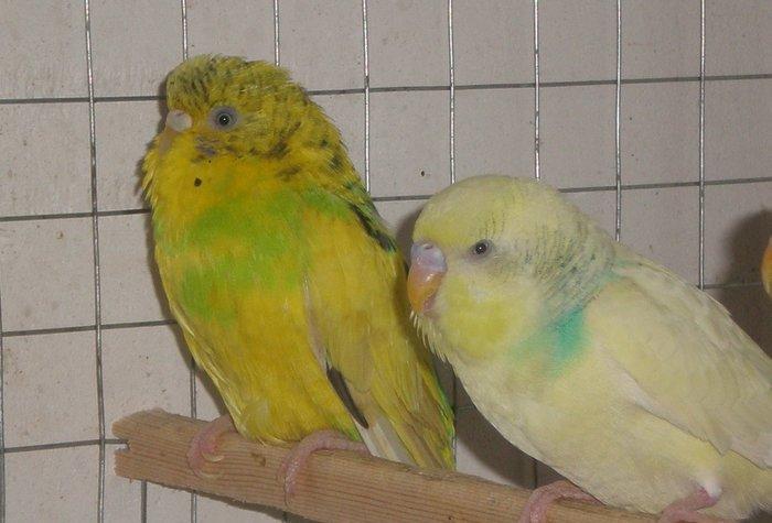 Salam hazir cut satilir. Iki defe bala verib birinci defe 5 bala