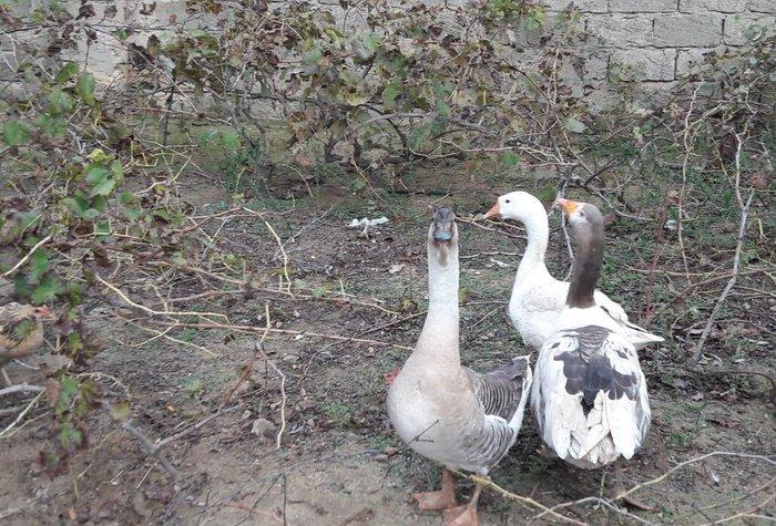 Salam 3dene Qaz Satram.2si rus qazdir erkek,dişi obri adi qazdir Razi