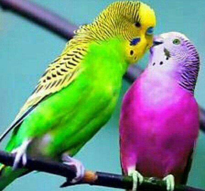 Salam! her sort papuqaylarin alisi. Volnisti cex vistivka korella