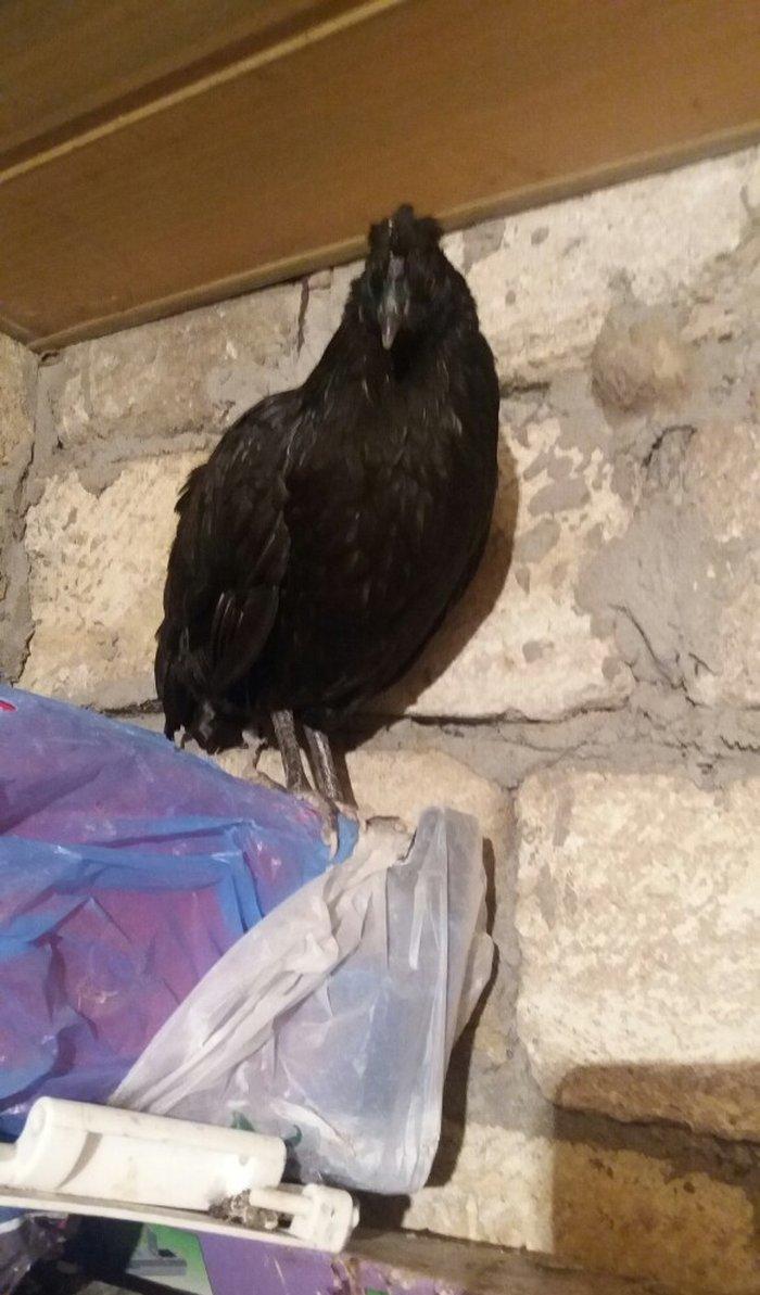 Sumatra sortudur satıram ferenin biri yimurtlayır tam sağlamdır faran