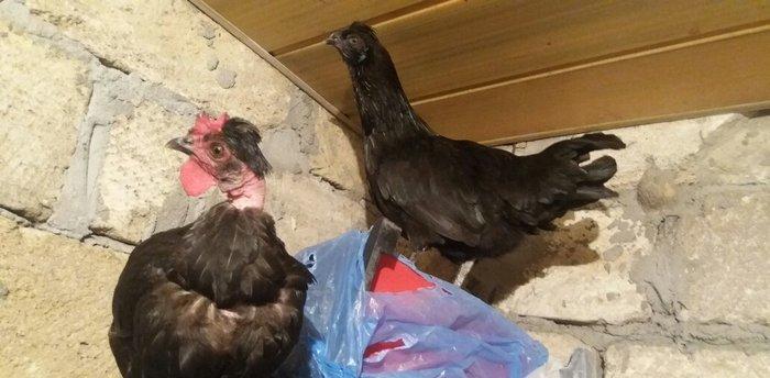 Sumatra sortudur satıram ferenin biri yimurtlayır tam sağlamdır faran