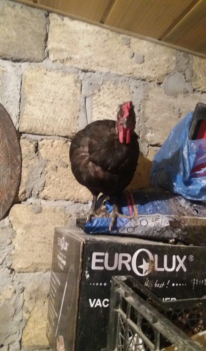 Sumatra sortudur satıram ferenin biri yimurtlayır tam sağlamdır faran