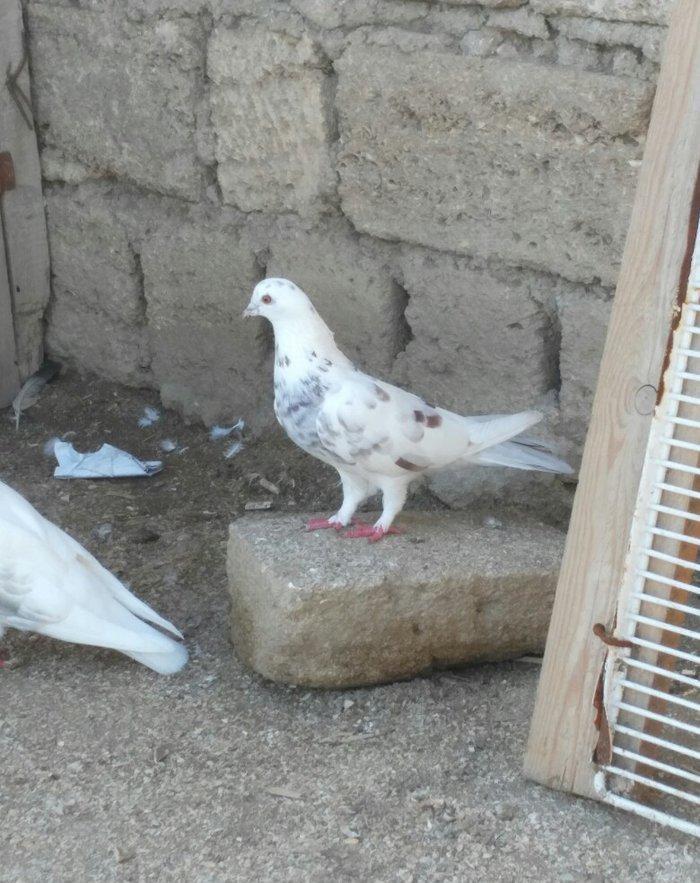 iri mayadi 3-4 saata qeder ucur real alicilar narahat etsin