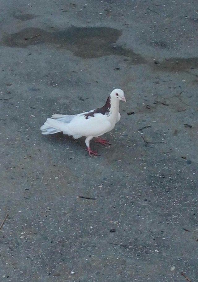 Cox uzun nazik 17 tuk erkey tam saglamdi wasap var yalniz ciddi wexsle