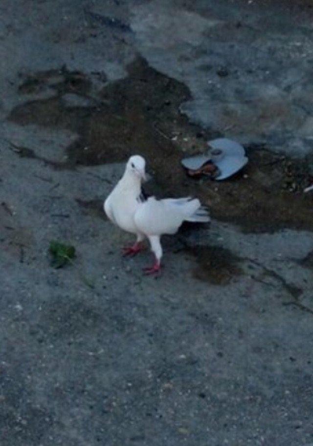 Cox uzun nazik 17 tuk erkey tam saglamdi wasap var yalniz ciddi wexsle