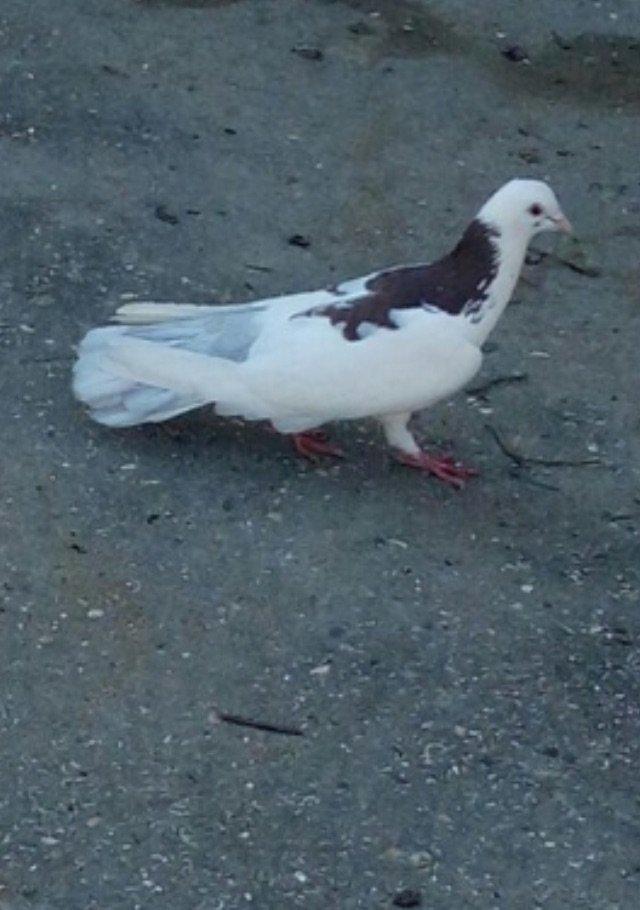 Cox uzun nazik 17 tuk erkey tam saglamdi wasap var yalniz ciddi wexsle