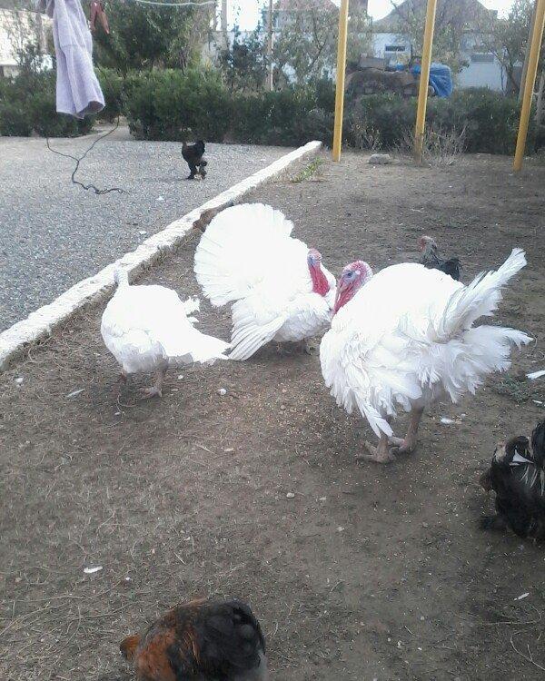 BIQ -6 hinduskalari 1yasinda.ela sort .15-18 kq agurliginda.