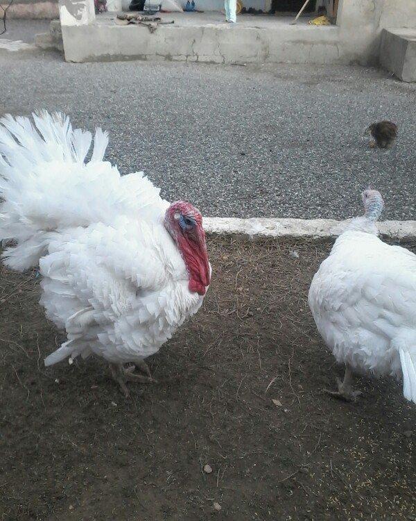 BIQ -6 hinduskalari 1yasinda.ela sort .15-18 kq agurliginda.