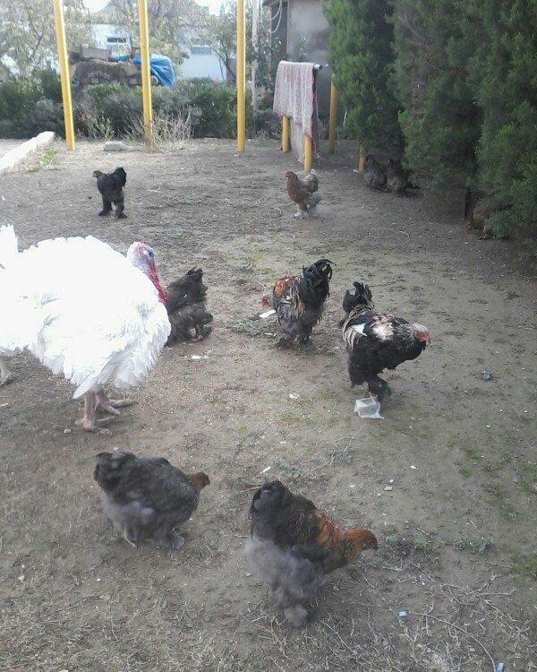 BIQ -6 hinduskalari 1yasinda.ela sort .15-18 kq agurliginda.