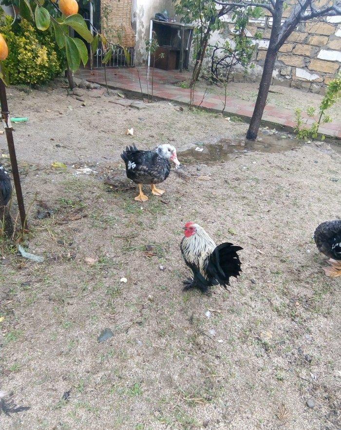 temiz sort yaponka xoruz toyuq satiram fere yumurtlayir.15dene 1hefte